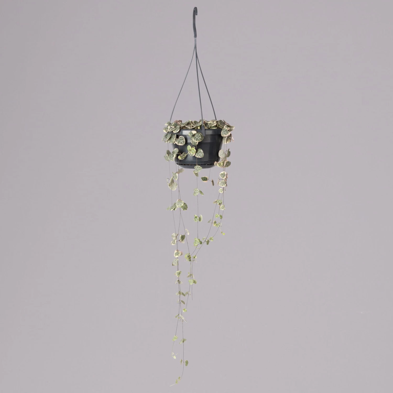 Leuchterblume 'Variegata', In Blumenampel, Topf-Ø 14 Cm, Höhe Ca. 25 Cm 6 Leuchterblume 'Variegata', In Blumenampel, Topf-Ø 14 Cm, Höhe Ca. 25 Cm – Bild 4