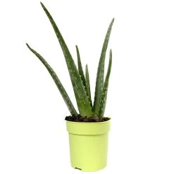 Luftreinigender Mix Für Sonnig/halbschattige Standorte, Topf 12 Cm Ø -Pflanzen Paradies Verkauf 0250102711 3er Set Aloe vera 12er Topf ca 30cm 1