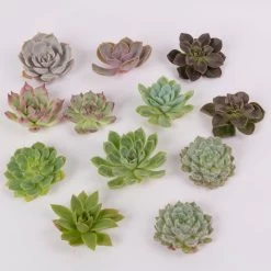 Schnittecheverien-Mix, Ø 5 Cm, 12er-Set -Pflanzen Paradies Verkauf 0250103006 Schnittecheverien 12er Set WS 2