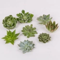 Schnittecheverien-Mix, Ø 8 Cm, 8er-Set -Pflanzen Paradies Verkauf 0250103007 Schnittecheverien 8er Set WS 2