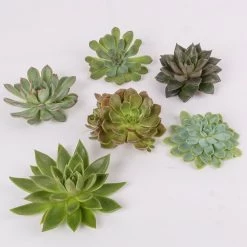 Schnittecheverien-Mix, Ø 10 Cm, 6er-Set -Pflanzen Paradies Verkauf 0250103008 Schnittecheverien 6er Set WS 2