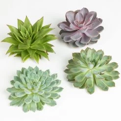 Schnittecheverien-Mix, Ø 12 Cm, 4er-Set