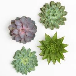 Schnittecheverien-Mix, Ø 12 Cm, 4er-Set -Pflanzen Paradies Verkauf 0250103009 Schnittecheverien 4er Set 12 cm WS 2