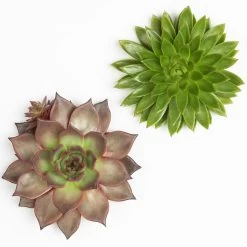 Schnittecheverien-Mix, Ø 16 Cm, 2er-Set -Pflanzen Paradies Verkauf 0250103010 Schnittecheverien 2er Set 16 cm WS 2
