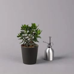 Geldbaum In Keramiktopf Anthrazit, Verschiedene Formen, Topf-Ø 12cm, 3er-Set 28 Geldbaum In Keramiktopf Anthrazit, Verschiedene Formen, Topf-Ø 12cm, 3er-Set -Pflanzen Paradies Verkauf 0250103050 Crassula ov Topf Dallas anthrazit 3er Set 10