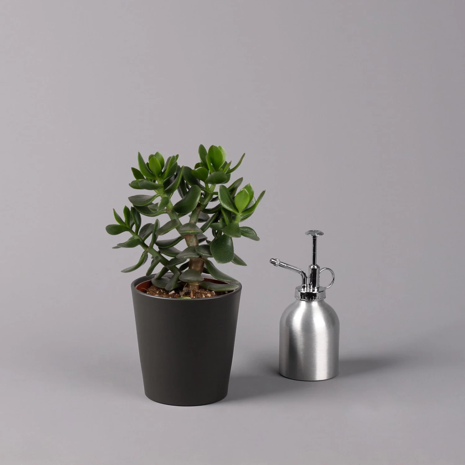 Geldbaum In Keramiktopf Anthrazit, Verschiedene Formen, Topf-Ø 12cm, 3er-Set 14 Geldbaum In Keramiktopf Anthrazit, Verschiedene Formen, Topf-Ø 12cm, 3er-Set – Bild 12