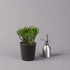 Geldbaum In Keramiktopf Anthrazit, Verschiedene Formen, Topf-Ø 12cm, 3er-Set 20 Geldbaum In Keramiktopf Anthrazit, Verschiedene Formen, Topf-Ø 12cm, 3er-Set -Pflanzen Paradies Verkauf 0250103050 Crassula ov Topf Dallas anthrazit 3er Set 4