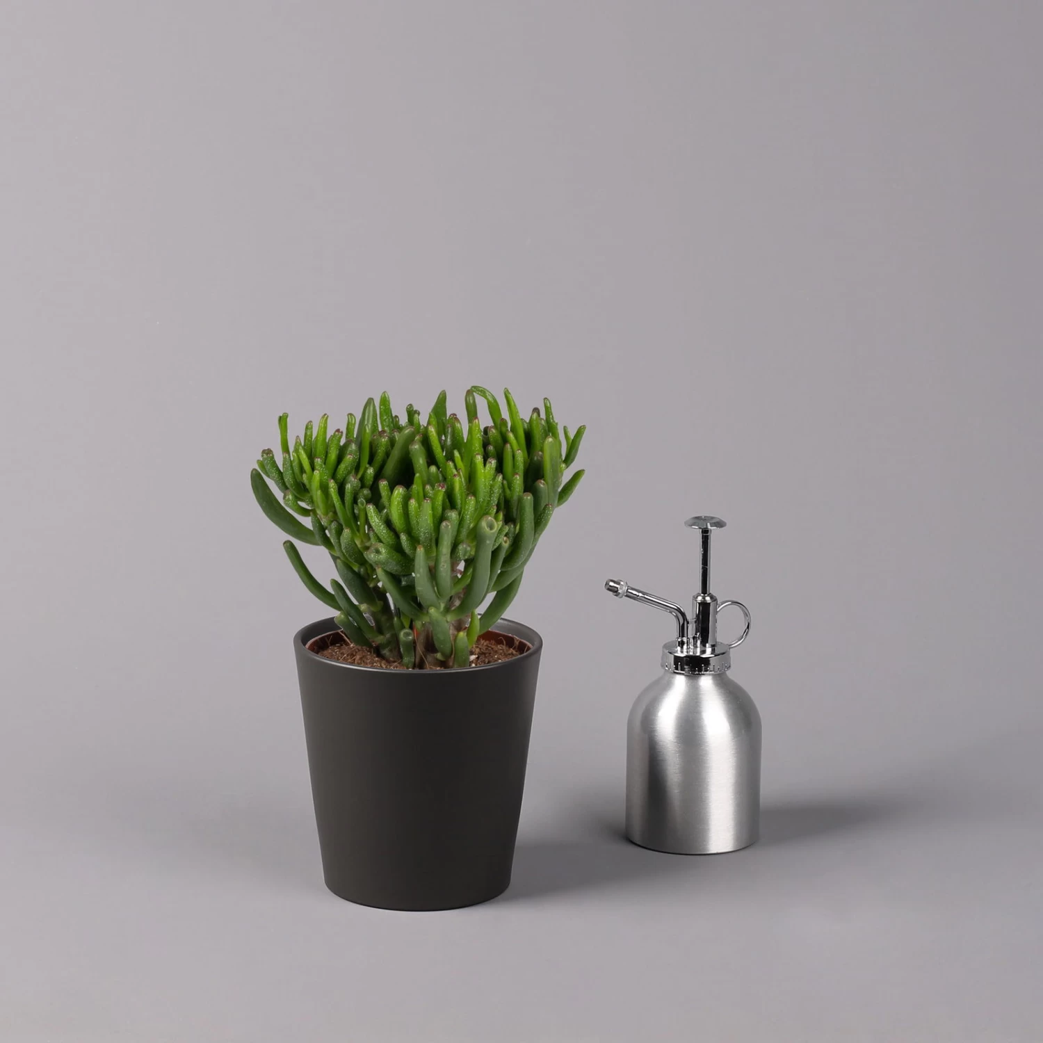 Geldbaum In Keramiktopf Anthrazit, Verschiedene Formen, Topf-Ø 12cm, 3er-Set 6 Geldbaum In Keramiktopf Anthrazit, Verschiedene Formen, Topf-Ø 12cm, 3er-Set – Bild 4