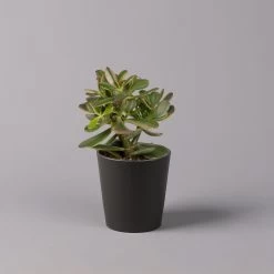 Geldbaum In Keramiktopf Anthrazit, Verschiedene Formen, Topf-Ø 12cm, 3er-Set 22 Geldbaum In Keramiktopf Anthrazit, Verschiedene Formen, Topf-Ø 12cm, 3er-Set -Pflanzen Paradies Verkauf 0250103050 Crassula ov Topf Dallas anthrazit 3er Set 5