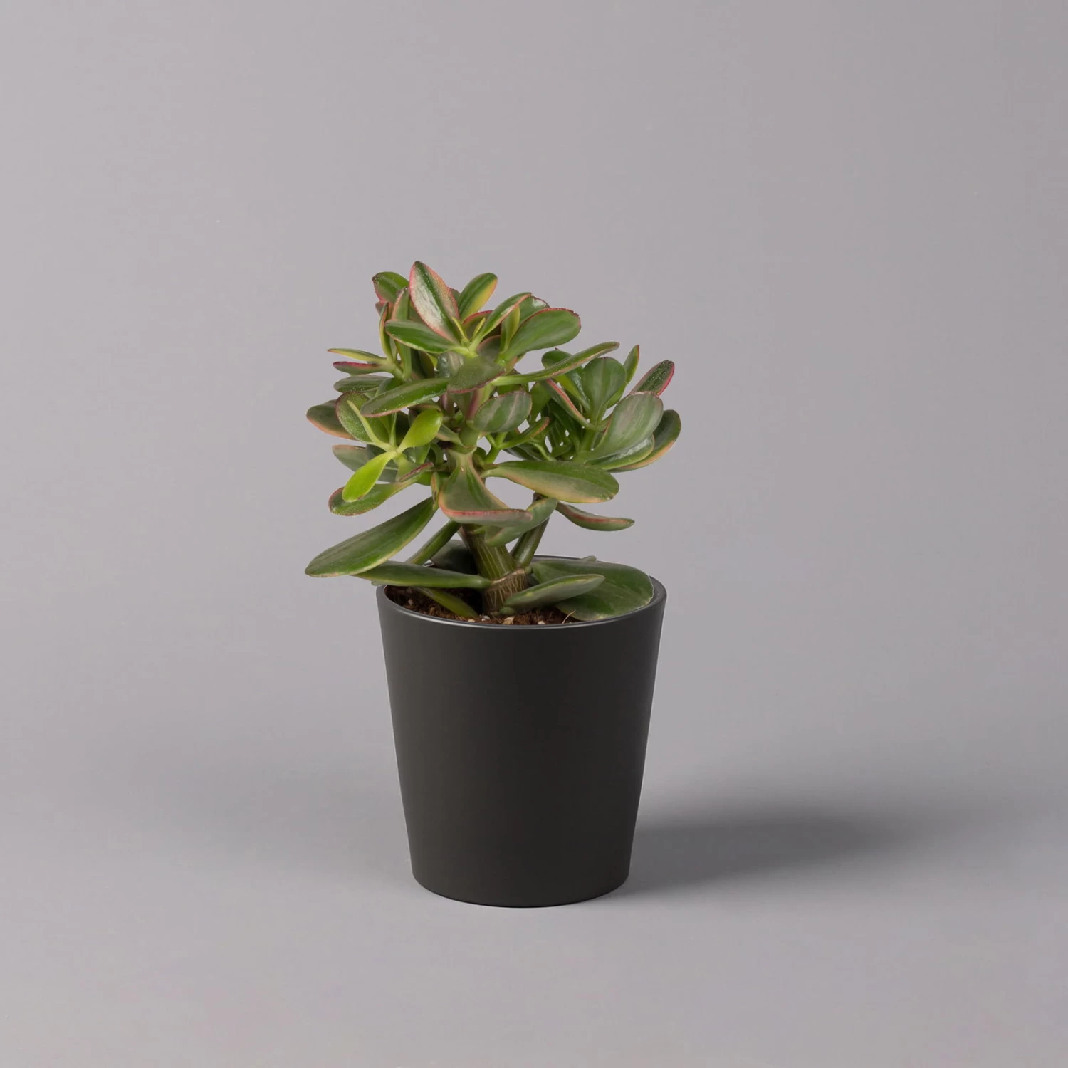 Geldbaum In Keramiktopf Anthrazit, Verschiedene Formen, Topf-Ø 12cm, 3er-Set 8 Geldbaum In Keramiktopf Anthrazit, Verschiedene Formen, Topf-Ø 12cm, 3er-Set – Bild 6