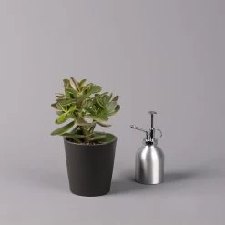 Geldbaum In Keramiktopf Anthrazit, Verschiedene Formen, Topf-Ø 12cm, 3er-Set 24 Geldbaum In Keramiktopf Anthrazit, Verschiedene Formen, Topf-Ø 12cm, 3er-Set -Pflanzen Paradies Verkauf 0250103050 Crassula ov Topf Dallas anthrazit 3er Set 7