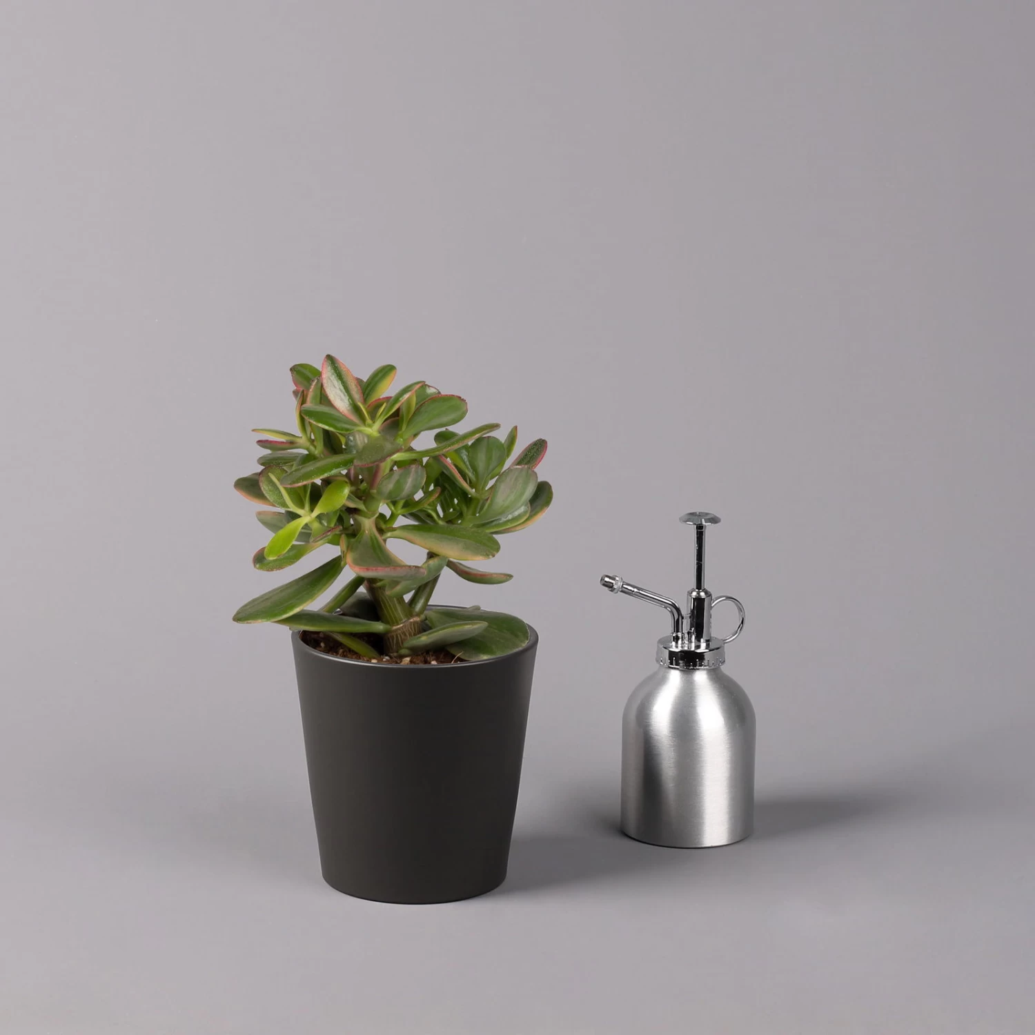 Geldbaum In Keramiktopf Anthrazit, Verschiedene Formen, Topf-Ø 12cm, 3er-Set 10 Geldbaum In Keramiktopf Anthrazit, Verschiedene Formen, Topf-Ø 12cm, 3er-Set – Bild 8