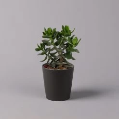 Geldbaum In Keramiktopf Anthrazit, Verschiedene Formen, Topf-Ø 12cm, 3er-Set 26 Geldbaum In Keramiktopf Anthrazit, Verschiedene Formen, Topf-Ø 12cm, 3er-Set -Pflanzen Paradies Verkauf 0250103050 Crassula ov Topf Dallas anthrazit 3er Set 8