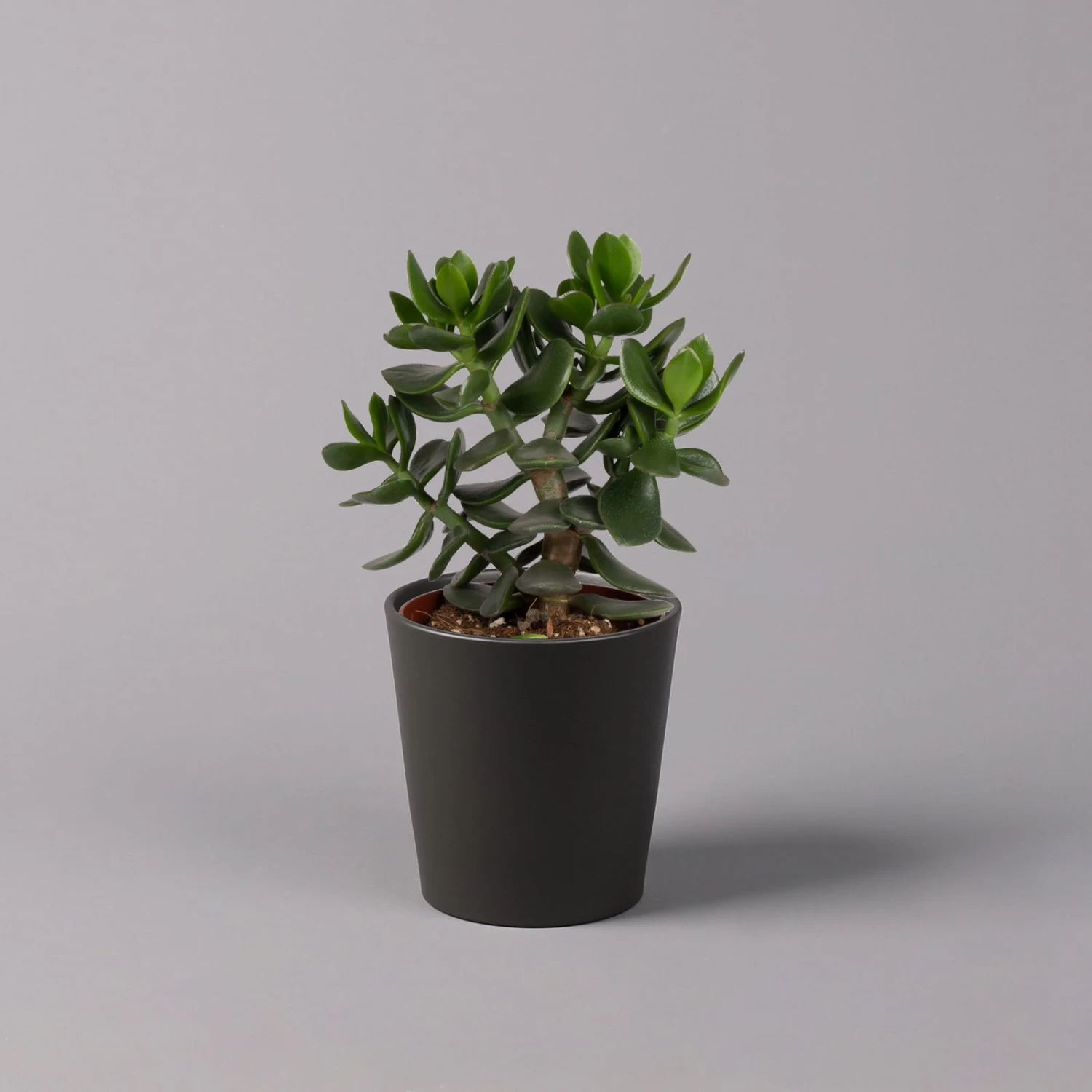 Geldbaum In Keramiktopf Anthrazit, Verschiedene Formen, Topf-Ø 12cm, 3er-Set 12 Geldbaum In Keramiktopf Anthrazit, Verschiedene Formen, Topf-Ø 12cm, 3er-Set – Bild 10