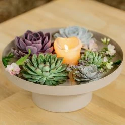 Schnittecheverien-Mix, Ø 16 Cm, 2er-Set -Pflanzen Paradies Verkauf 0250103364 Echeveria Mix 7 10cm in DIY Box 4 117171 5