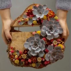 Schnittecheverien-Mix, Ø 5 Cm, 12er-Set -Pflanzen Paradies Verkauf 0250103364 Echeveria Mix 7 10cm in DIY Box 6 117174 2