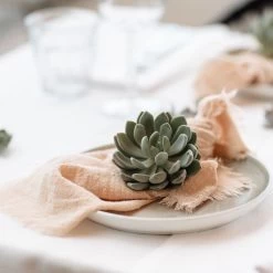 Schnittecheverien-Mix, Ø 8 Cm, 8er-Set -Pflanzen Paradies Verkauf 0250103364 Echeveria Mix 7 10cm in DIY Box 7 117173