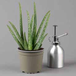 Aloe Vera In Übertopf Vibes Gelb, Topf-Ø 12 Cm, Höhe Ca. 35 Cm, 2er-Set -Pflanzen Paradies Verkauf 0250103384 0250103385 0250103387 0250103389 Aloe vera 124889