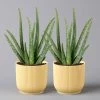 Aloe Vera In Übertopf Vibes Gelb, Topf-Ø 12 Cm, Höhe Ca. 35 Cm, 2er-Set -Pflanzen Paradies Verkauf 0250103389 Aloe vera in uebertopf gelb 2er Set Elho Vibes 124895