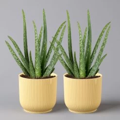 Aloe Vera In Übertopf Vibes Gelb, Topf-Ø 12 Cm, Höhe Ca. 35 Cm, 2er-Set