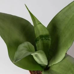 Bogenhanf 'Moonshine' In Übertopf Vibes Weiß, Topf-Ø 12 Cm, Höhe Ca. 45 Cm -Pflanzen Paradies Verkauf 0250200807 0250200808 0250200809 sansevieria moonshine T12 1 2 123611