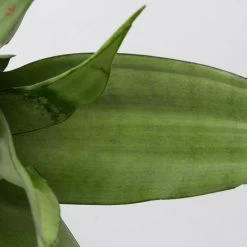 Bogenhanf 'Moonshine' In Übertopf Vibes Weiß, Topf-Ø 12 Cm, Höhe Ca. 45 Cm -Pflanzen Paradies Verkauf 0250200807 0250200808 0250200809 sansevieria moonshine T12 1 3 123610