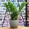 Glücksfeder, Topf-Ø 14 Cm, Höhe Ca. 40 Cm -Pflanzen Paradies Verkauf 0250300074 Zamioculcas zamiifolia Lucky