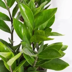 Glücksfeder Inkl. Übertopf 'Dallas' Weiß, Topf-Ø 12 Cm, 3er-Set -Pflanzen Paradies Verkauf 0250300104 Zamioculcas zamiifolia mit Keramiktopf Dallas 3er Set 2
