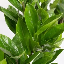 Glücksfeder Inkl. Übertopf 'Dallas' Weiß, Topf-Ø 12 Cm, 3er-Set -Pflanzen Paradies Verkauf 0250300104 Zamioculcas zamiifolia mit Keramiktopf Dallas 3er Set 3