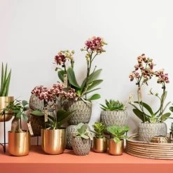 Phalaenopsis, Gesprenkelte Sorten, 3 Rispen, Topf-Ø 9 Cm, Höhe Ca. 30 Cm -Pflanzen Paradies Verkauf 0290100047