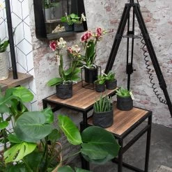 Phalaenopsis, Gesprenkelte Sorten, 3 Rispen, Topf-Ø 9 Cm, Höhe Ca. 30 Cm -Pflanzen Paradies Verkauf 0290100047 Phalaenopsis 3R gesprenkelt 9 cm T H 30 cm