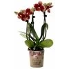 Phalaenopsis, Gesprenkelte Sorten, 3 Rispen, Topf-Ø 9 Cm, Höhe Ca. 30 Cm -Pflanzen Paradies Verkauf 0290100047 Phalaenopsis 3Rispen gesprenkelt 9cm Topf Hoehe 30cm