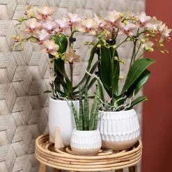 Phalaenopsis, Orangetöne, 3 Rispen, Topf-Ø 9 Cm, In Keramikübertopf -Pflanzen Paradies Verkauf 0290100055 0290100054