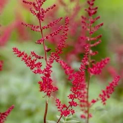 Bio Prachtspiere Rot, Topf-Ø 11 Cm, 3er-Set 16 Bio Prachtspiere Rot, Topf-Ø 11 Cm, 3er-Set -Pflanzen Paradies Verkauf 0310100098 Astilbe arendsii rot Koelle 9 11er Topf rot 60046 7707 1 67685