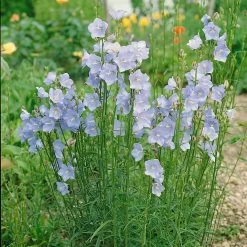 Bio Pfirsichblättrige Glockenblume Blau, Topf-Ø 11 Cm, 3er-Set -Pflanzen Paradies Verkauf 0310100127 Campanula persicifolia blau Koelle 11 cm Topf blau 44385
