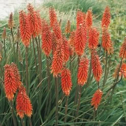 Bio Fackellilie Orange-rot, Topf-Ø 11 Cm, 3er-Set 10 Bio Fackellilie Orange-rot, Topf-Ø 11 Cm, 3er-Set -Pflanzen Paradies Verkauf 0310100303 Kniphofia uvaria Koelles Beste 9 11er Topf orange rot o 4736