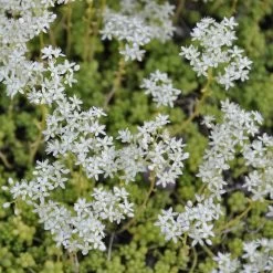 Schmetterlingsstauden Set, 19 Pflanzen Für 3 M², Bunt -Pflanzen Paradies Verkauf 0310100459 Sedum album Coral Carpet 67239