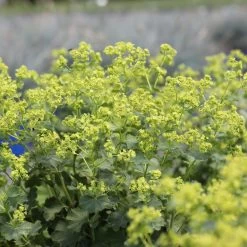 Frauenmantel Grün-gelb, Topf-Ø 11 Cm, 3er-Set -Pflanzen Paradies Verkauf 0310100893 Alchemilla mollis 1 79990