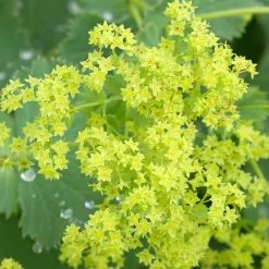 Frauenmantel Grün-gelb, Topf-Ø 11 Cm, 3er-Set -Pflanzen Paradies Verkauf 0310100893 Alchemilla mollis Koelle 9cm Topf 67664