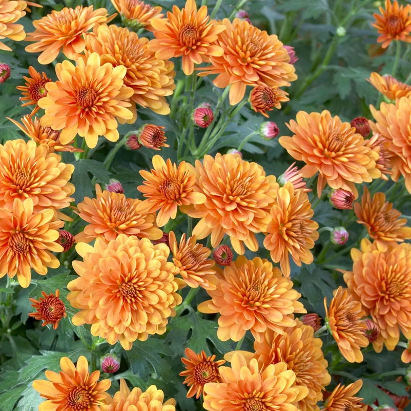 Bio Winteraster Bronce, Topf-Ø 11 Cm, 3er-Set 3 Bio Winteraster Bronce, Topf-Ø 11 Cm, 3er-Set