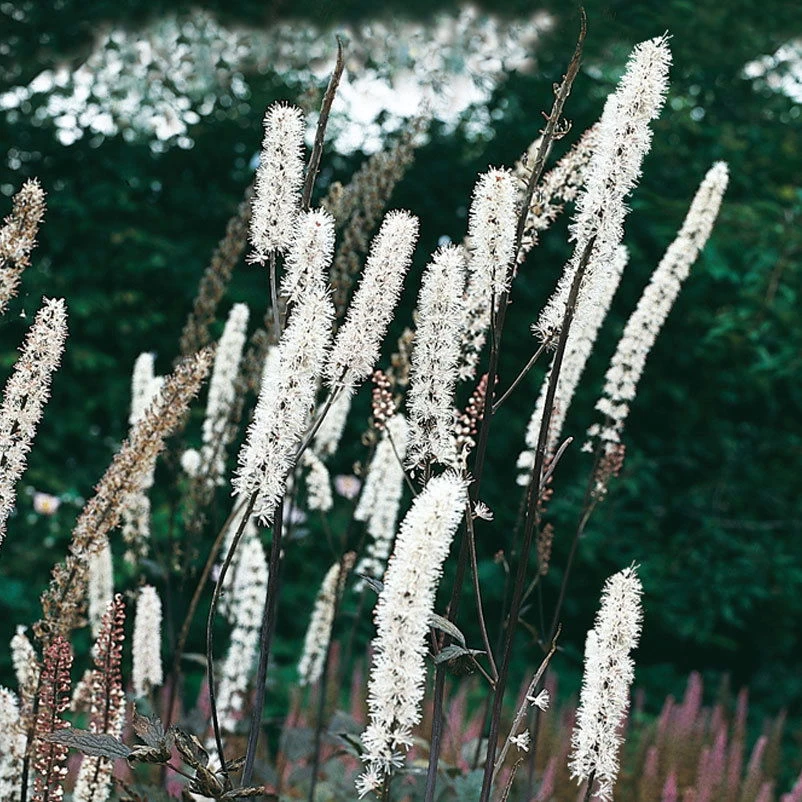 Bio Cimicifuga Ramosa 'Atropurpurea' Weiß, Topf-Ø 11 Cm, 3er-Set 3 Bio Cimicifuga Ramosa 'Atropurpurea' Weiß, Topf-Ø 11 Cm, 3er-Set