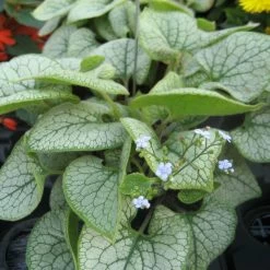 Vergissmeinnicht 'Jack Frost' Blau, Topf-Ø 12 Cm, 3er-Set -Pflanzen Paradies Verkauf 0310106107 Brunnera macrophylla Jack Frost KB Topf blau1 76895