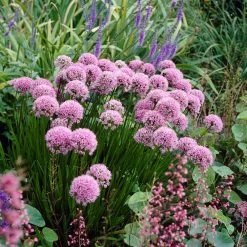 Bio Berglauch Hellrosa, Topf-Ø 11 Cm, 3er-Set