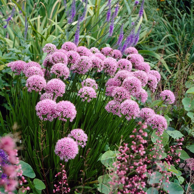 Bio Berglauch Hellrosa, Topf-Ø 11 Cm, 3er-Set 3 Bio Berglauch Hellrosa, Topf-Ø 11 Cm, 3er-Set