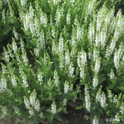 Bio Salvia Nemorosa 'Adrian' Weiß, Topf-Ø 11 Cm, 3er-Set -Pflanzen Paradies Verkauf 0310107412 Salvia nemorosa Adrian Copyright 46511