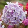 Bio Flammenblume 'Franz Schubert' Hellviolett, Topf-Ø 11 Cm, 3er-Set -Pflanzen Paradies Verkauf 0310107611 Phlox paniculata Franz Schubert Koelle 11cm Topf hellviolett 70215