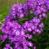 Bio Flammenblume 'Uspech' Violett, Topf-Ø 11 Cm, 3er-Set -Pflanzen Paradies Verkauf 0310107613 Phlox paniculata Uspech Koelle 11cm Topf violett 70213