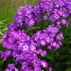 Bio Flammenblume 'Uspech' Violett, Topf-Ø 11 Cm, 3er-Set