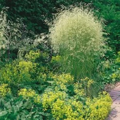 Bio Rasen-Schmiele, Topf-Ø 11 Cm, 3er-Set -Pflanzen Paradies Verkauf 0310300023 Deschampsia caespitosa Koelles Beste 9 11er Topf rot 4893