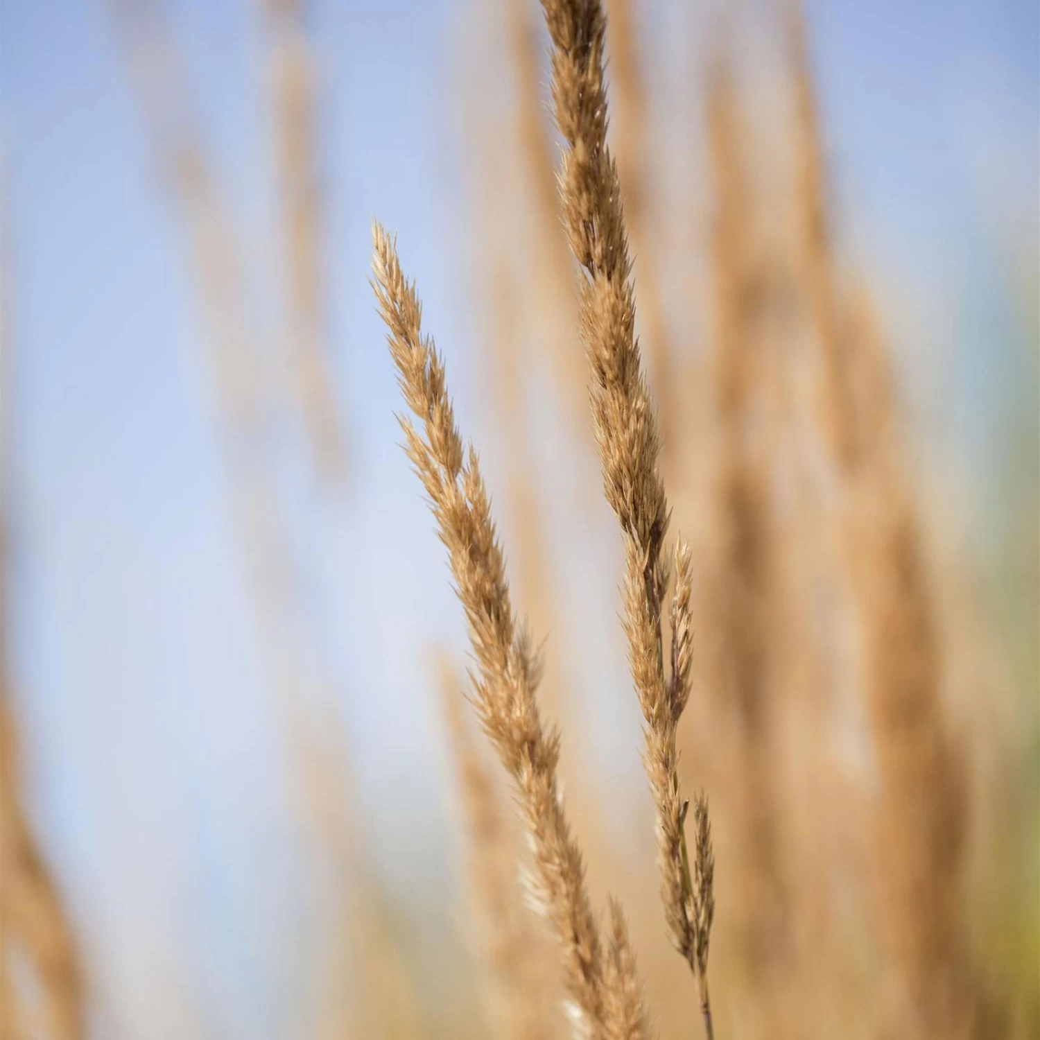 Bio Reitgras 'Karl Förster', Topf-Ø 11 Cm, 3er-Set 4 Bio Reitgras 'Karl Förster', Topf-Ø 11 Cm, 3er-Set – Bild 2